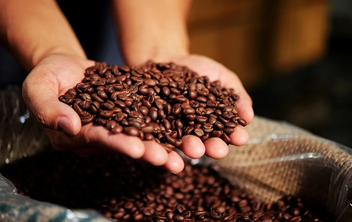 Freshly roasted coffee beans scooped up with both hands