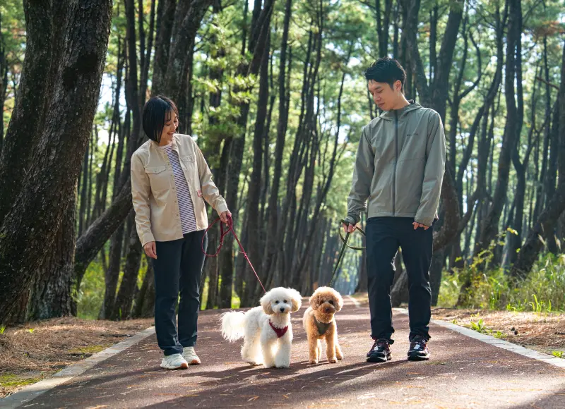 Two people walking their dog along a pine forest path.