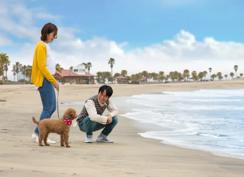 Walking my dog on the beach