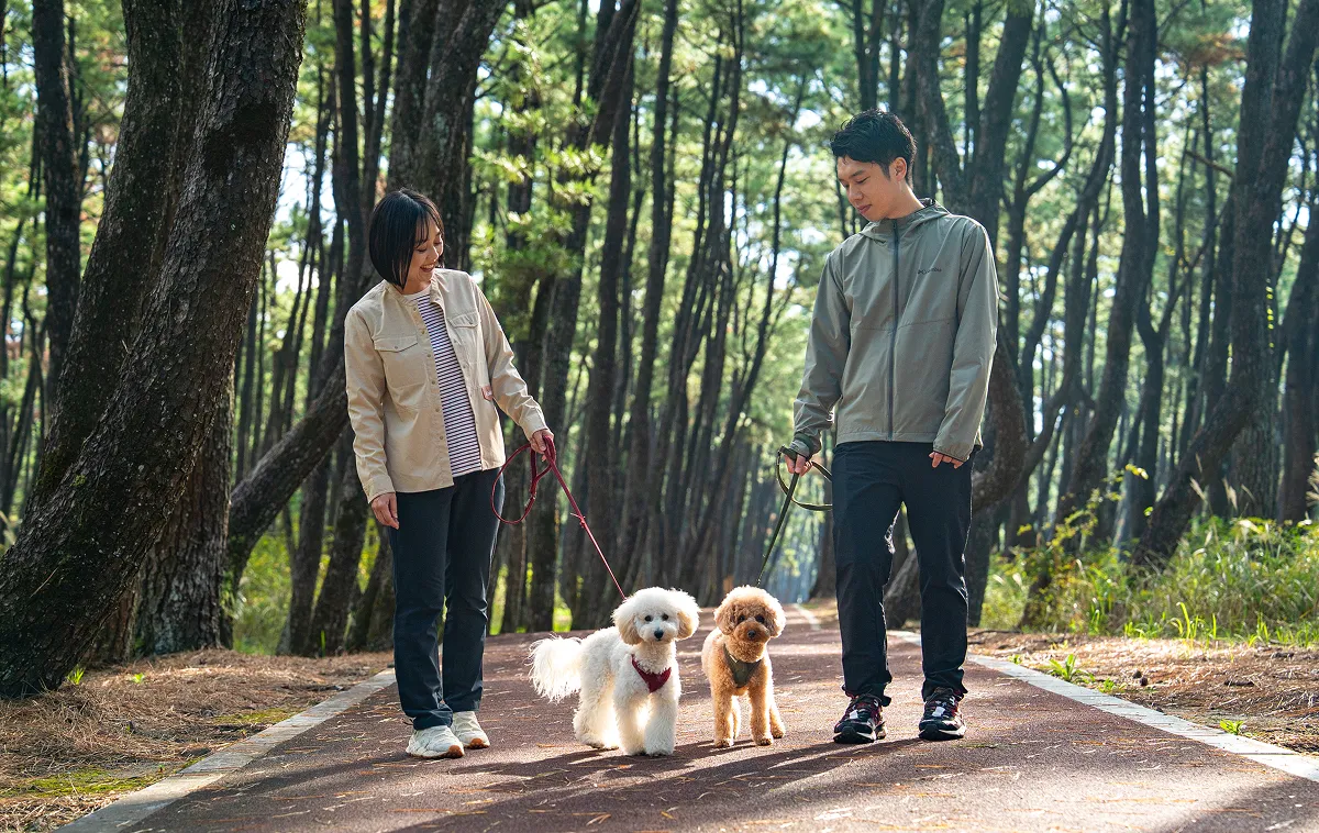 Two people walking their dog along a pine forest path.