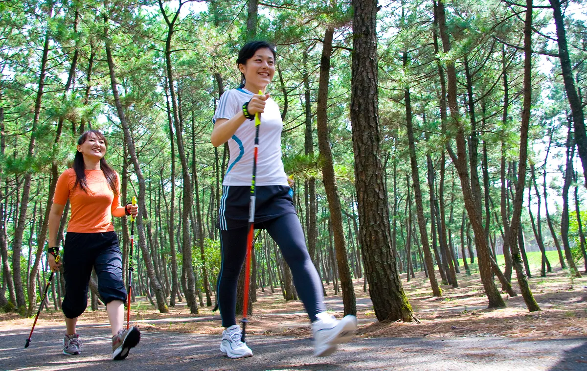 Women walking in a pine forest